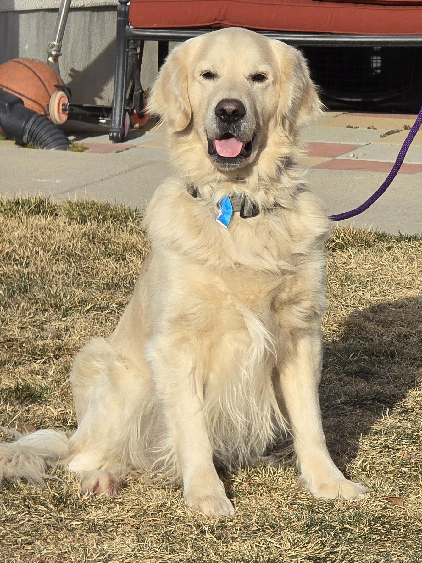 Cazper, Adopted, Adult Male Golden Retriever.