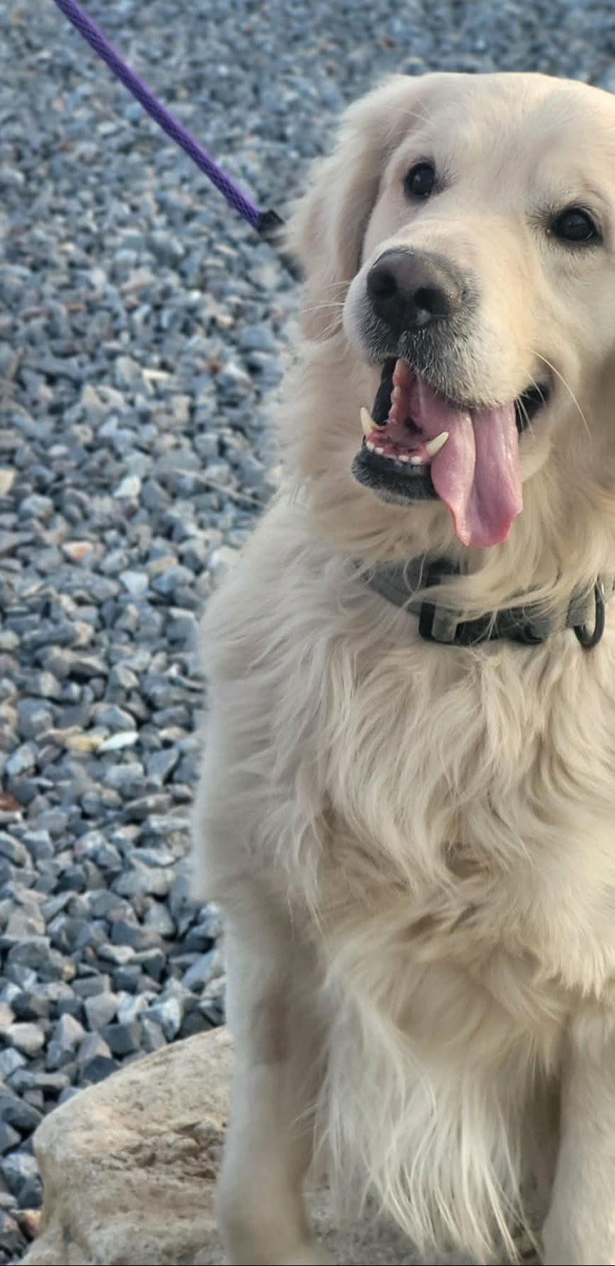 Cazper, a Adopted Golden Retriever in Salt Lake City, UT image 3/3