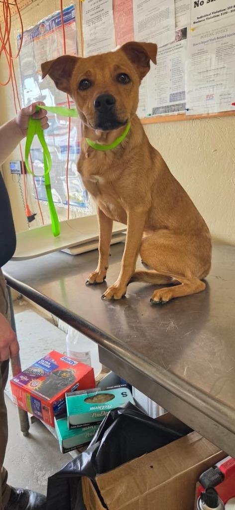Troop, Adoptable, Puppy Male Terrier.