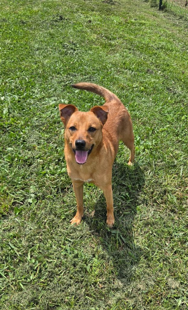 Enlarge Troop, a Adoptable Shepherd in Shelbyville, TN image 2/6