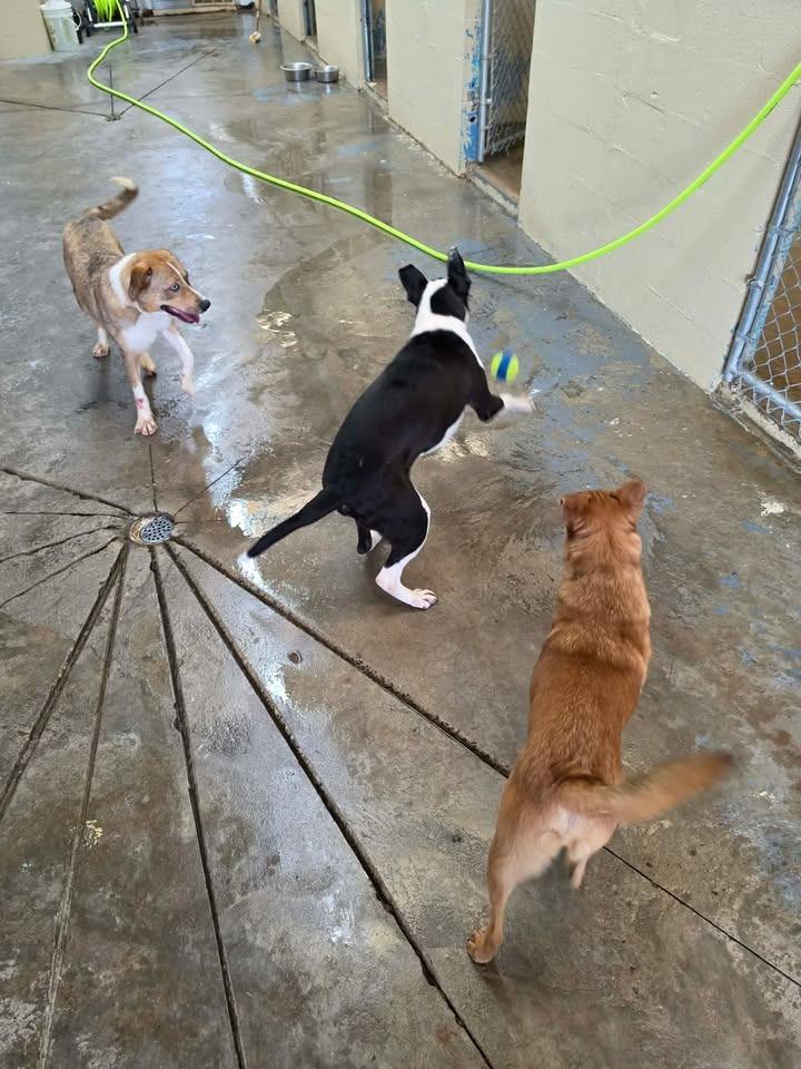 Enlarge Troop, a Adoptable Shepherd in Shelbyville, TN image 2/6