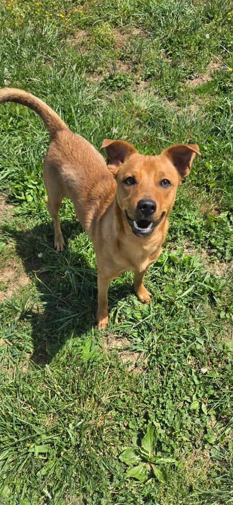 Enlarge Troop, a Adoptable Terrier in Shelbyville, TN image 2/4