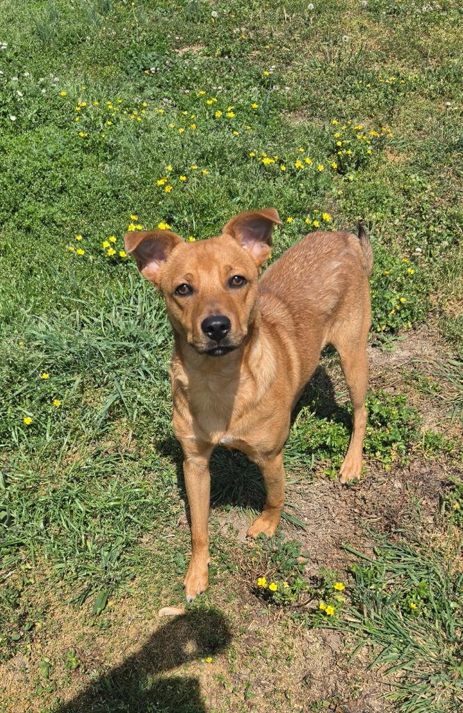 Enlarge Troop, a Adoptable Terrier in Shelbyville, TN image 3/4