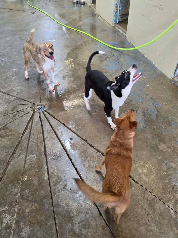 Enlarge Troop, a Adoptable Shepherd in Shelbyville, TN image 5/6