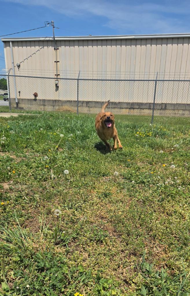 Enlarge Troop, a Adoptable Terrier in Shelbyville, TN image 4/4