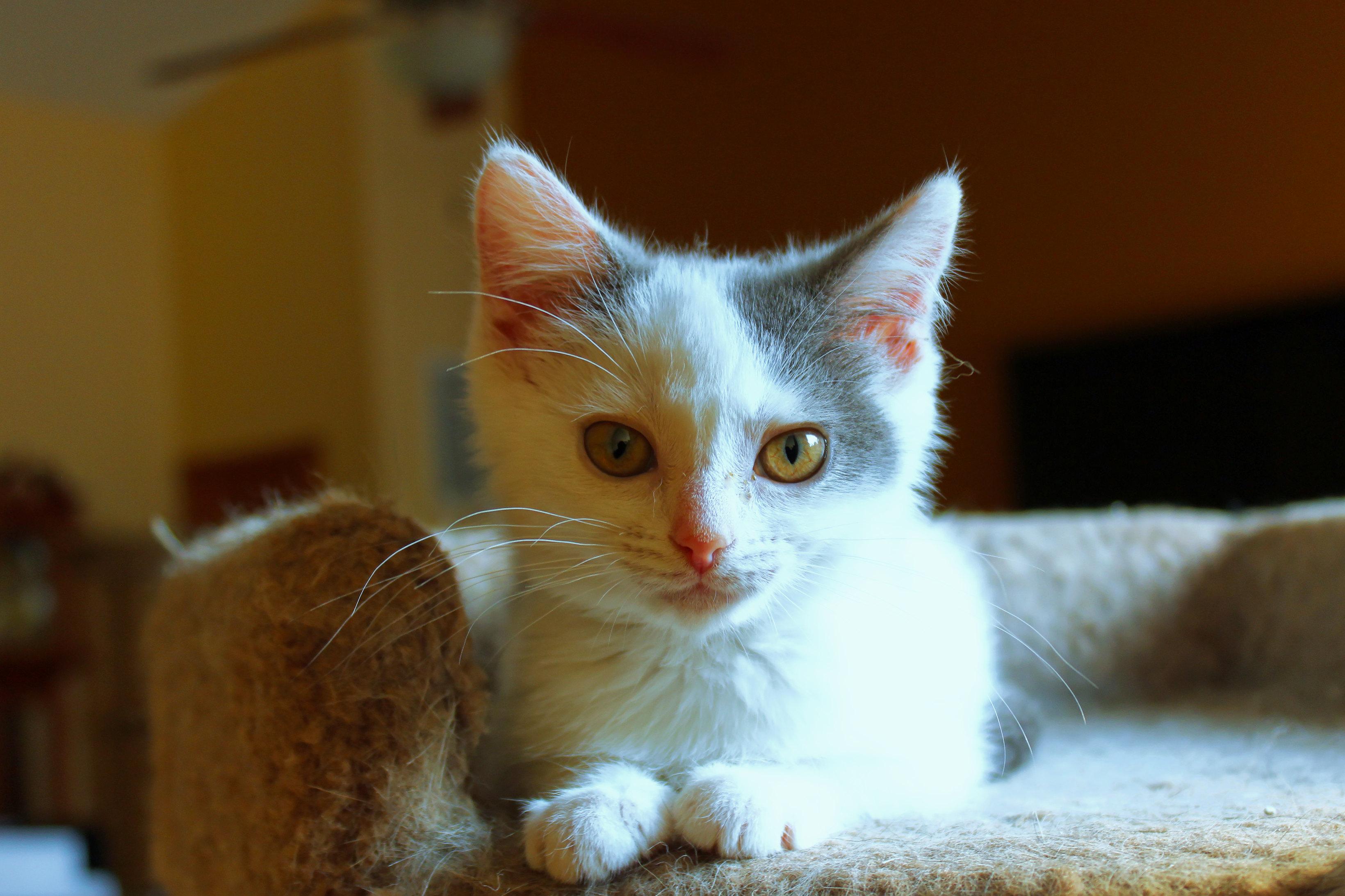 Sapphire, a ADOPTABLE Domestic Short Hair in Urbana, OH image 5/6