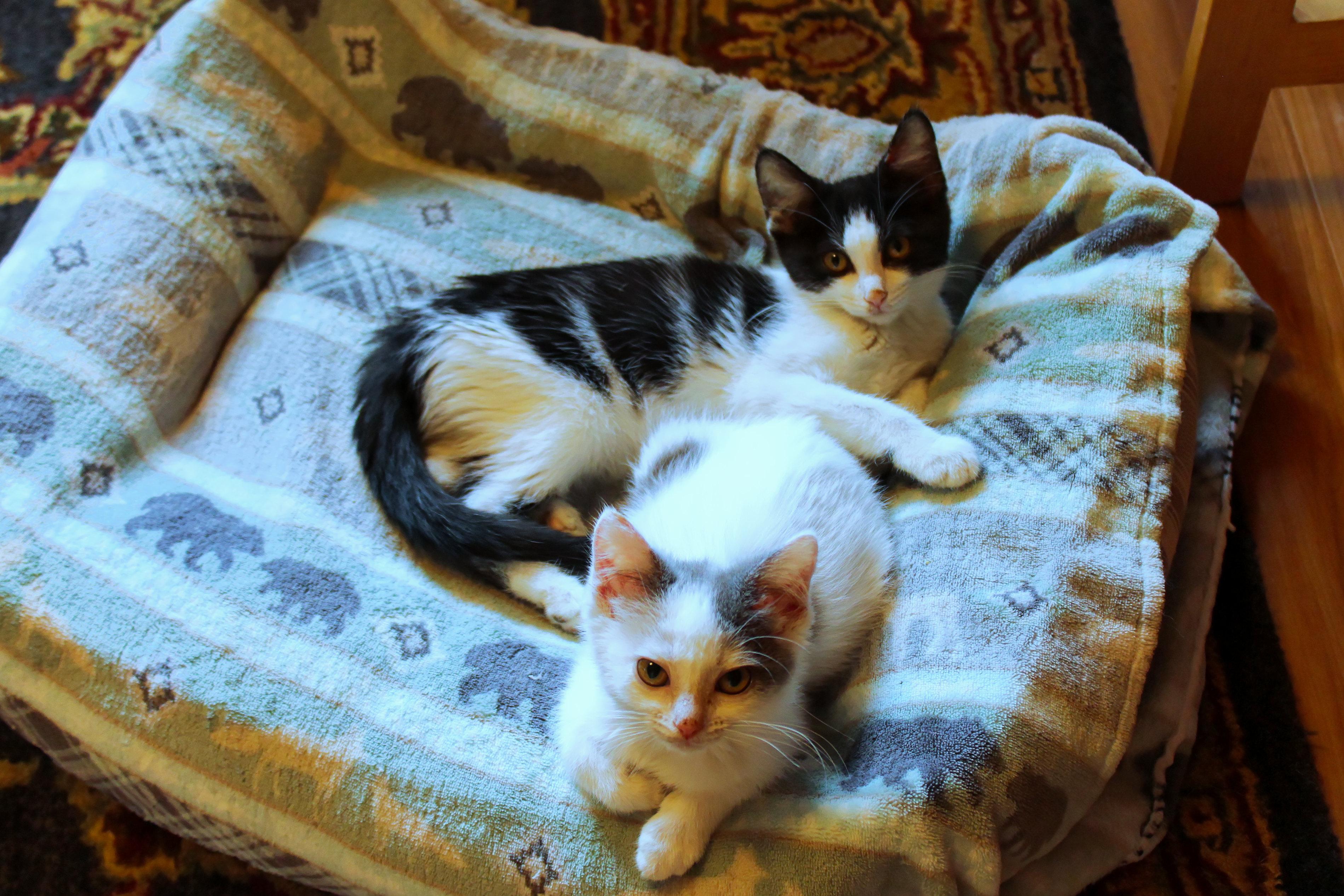 Sapphire, a ADOPTABLE Domestic Short Hair in Urbana, OH image 6/6
