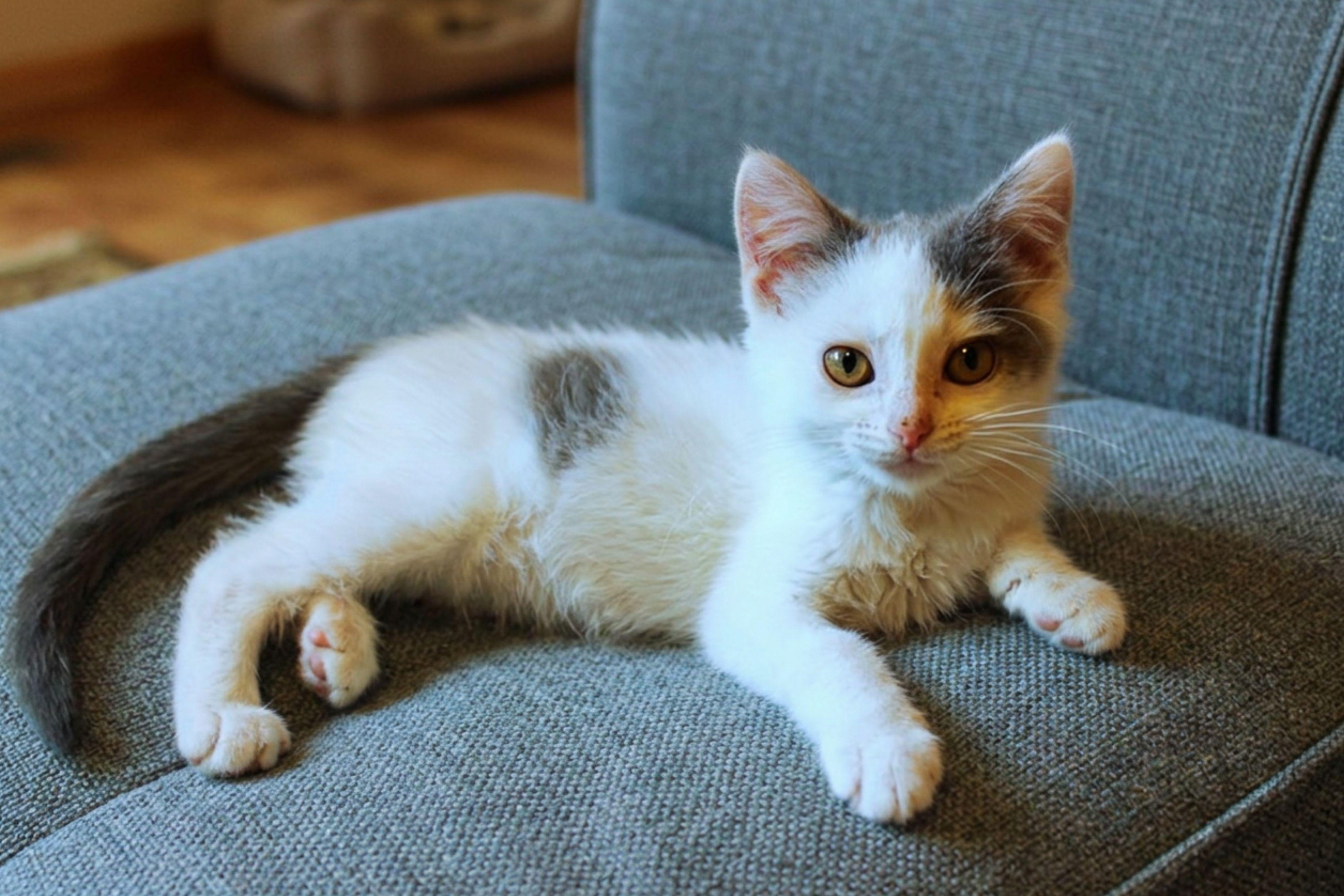 Sapphire, a ADOPTABLE Domestic Short Hair in Urbana, OH image 4/6