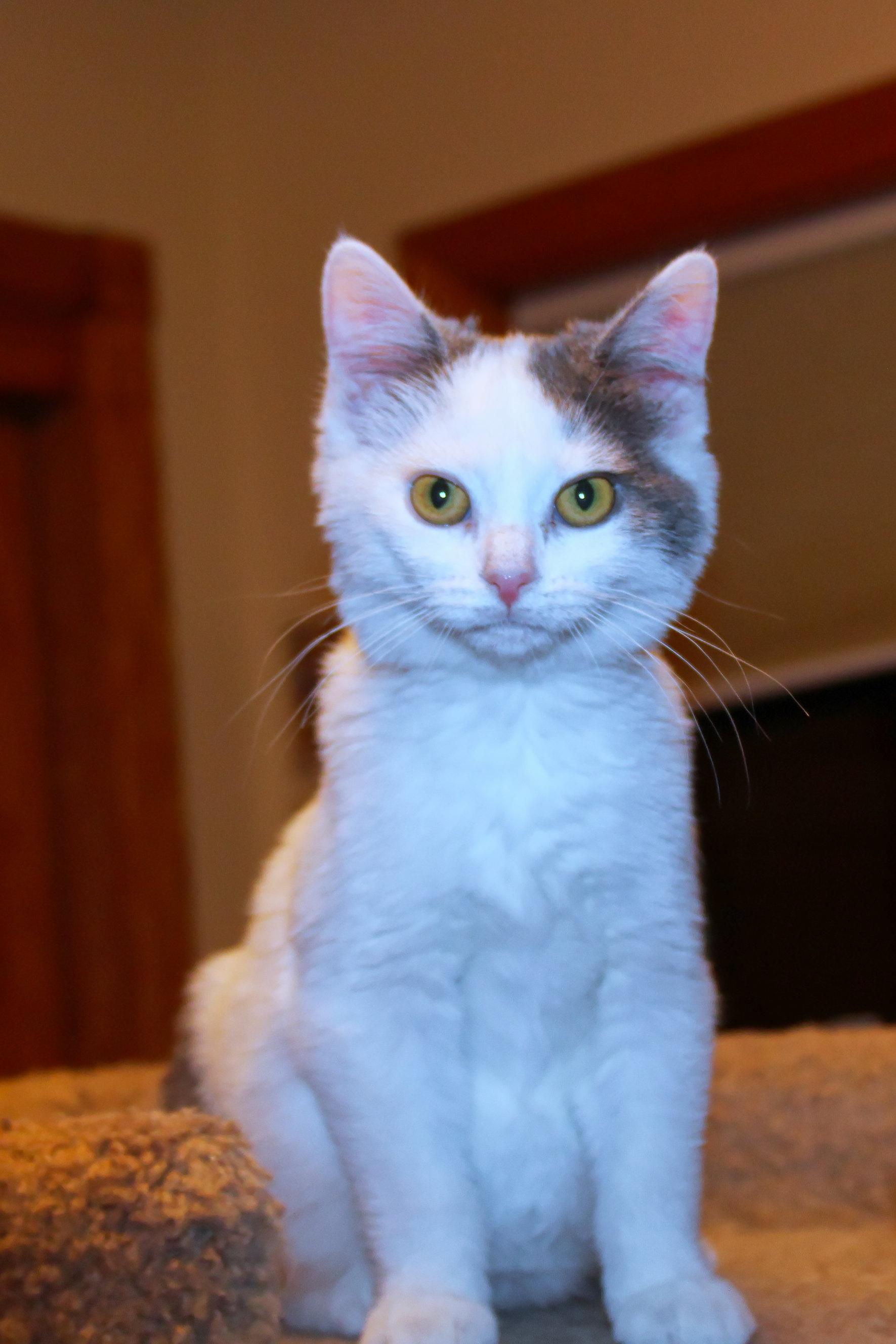 Enlarge Sapphire, a Adoptable Domestic Short Hair in Urbana, OH image 1/6