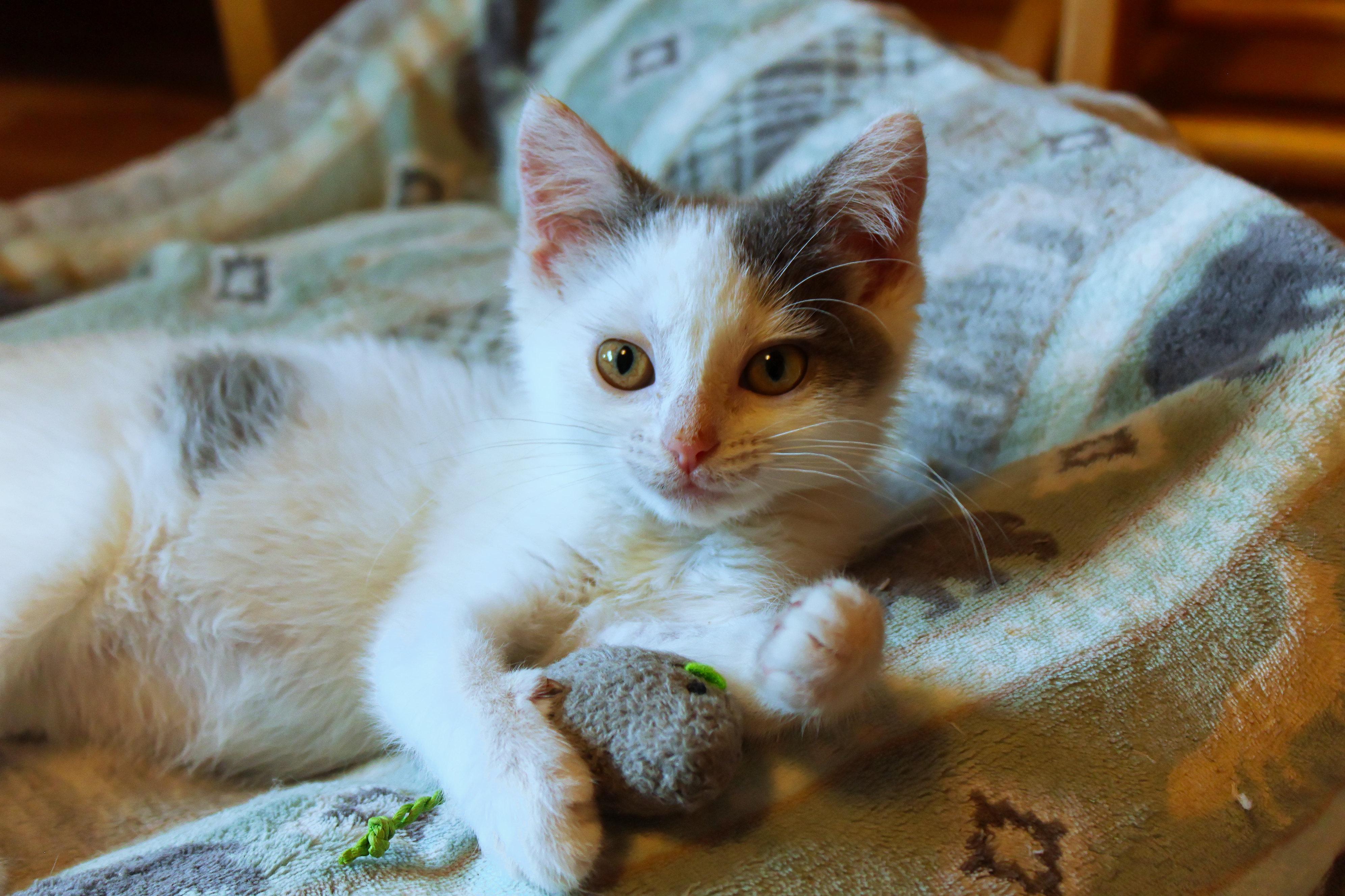 Sapphire, a ADOPTABLE Domestic Short Hair in Urbana, OH image 3/6
