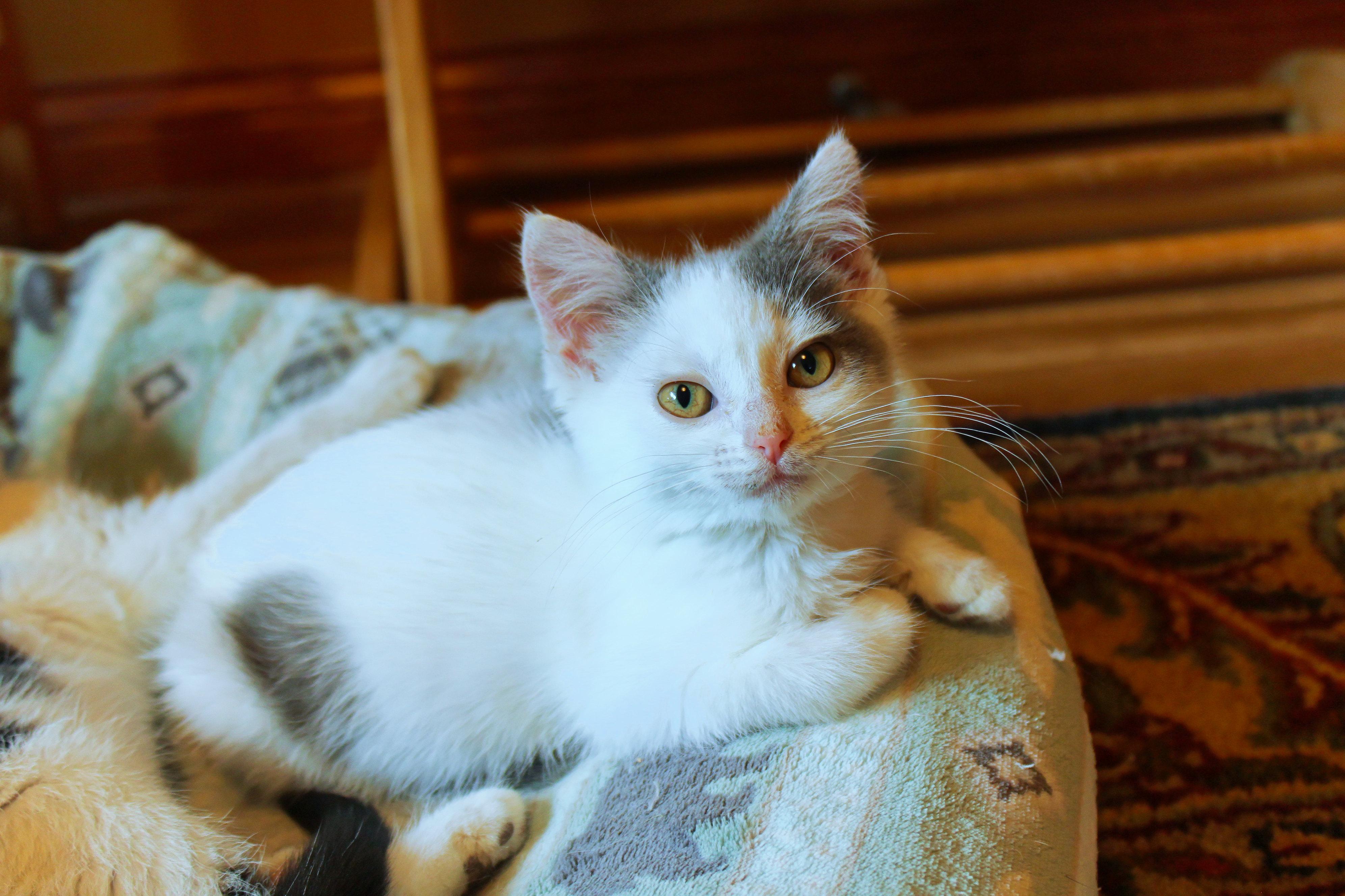 Sapphire, a ADOPTABLE Domestic Short Hair in Urbana, OH image 1/6