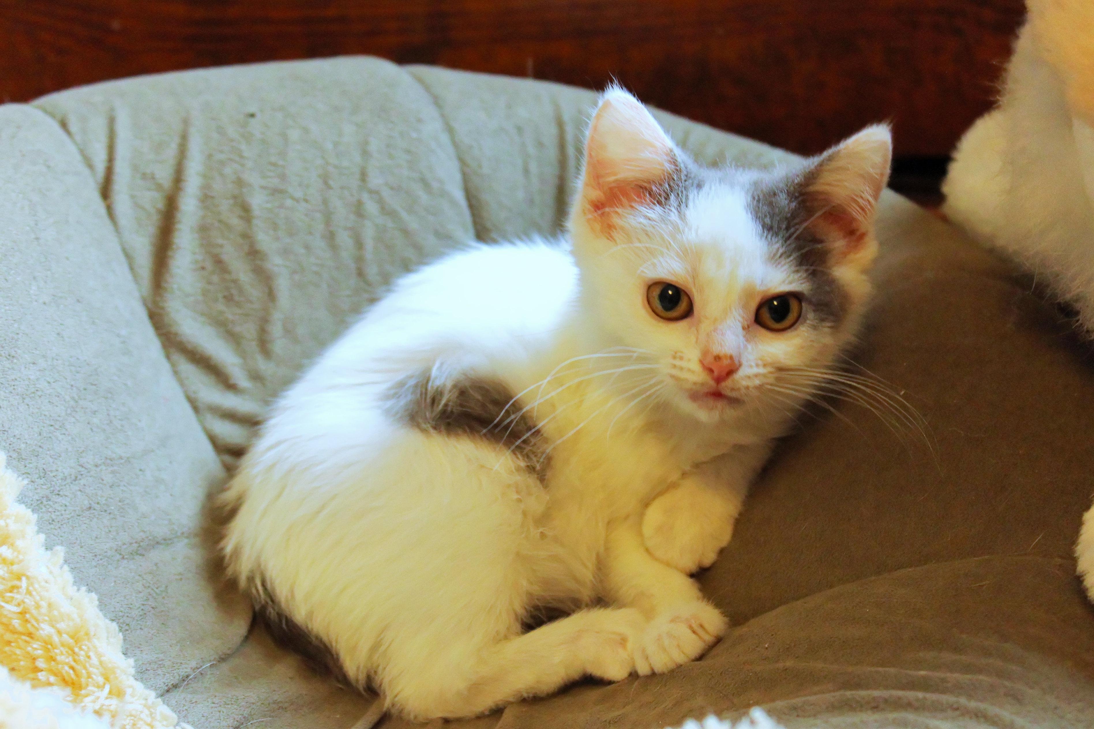 Sapphire, a ADOPTABLE Domestic Short Hair in Urbana, OH image 2/6