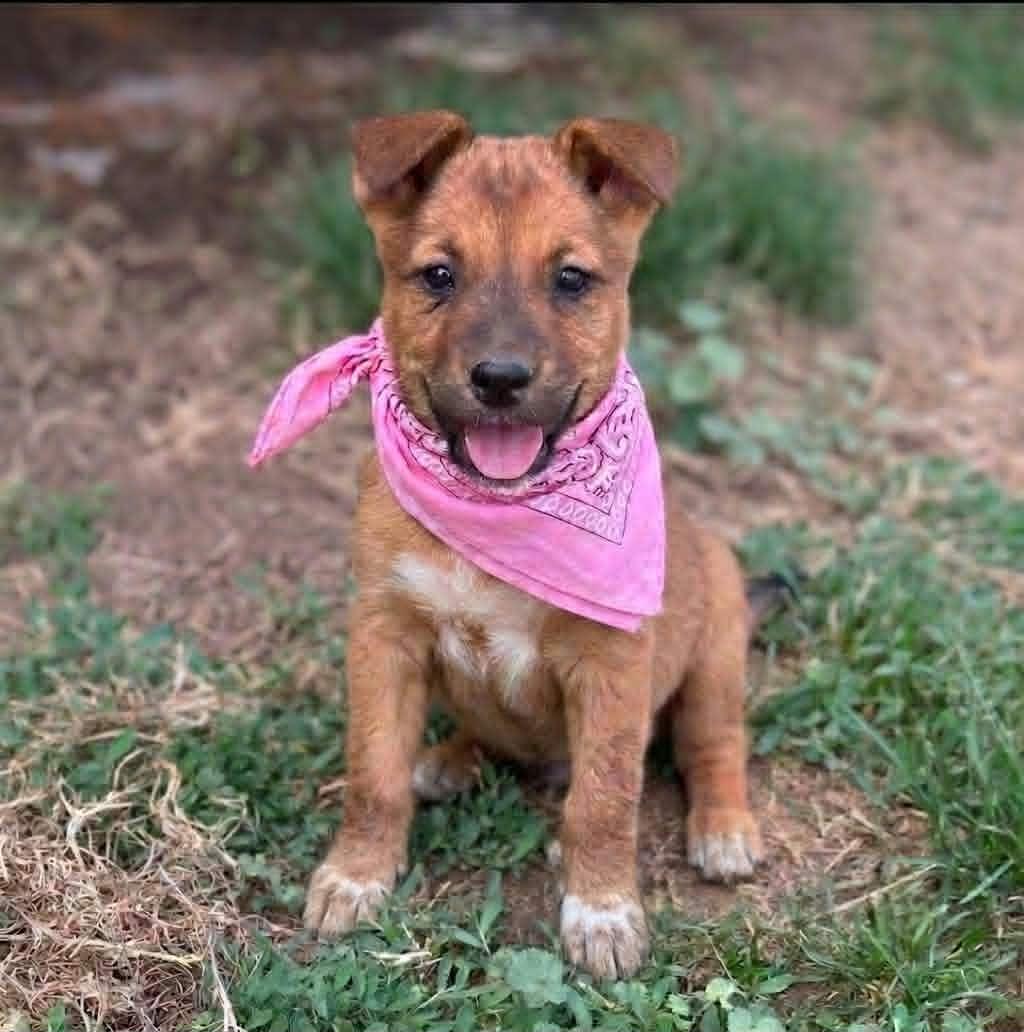 Pepper, a ADOPTABLE mixed breed in Murrieta, CA image 3/4