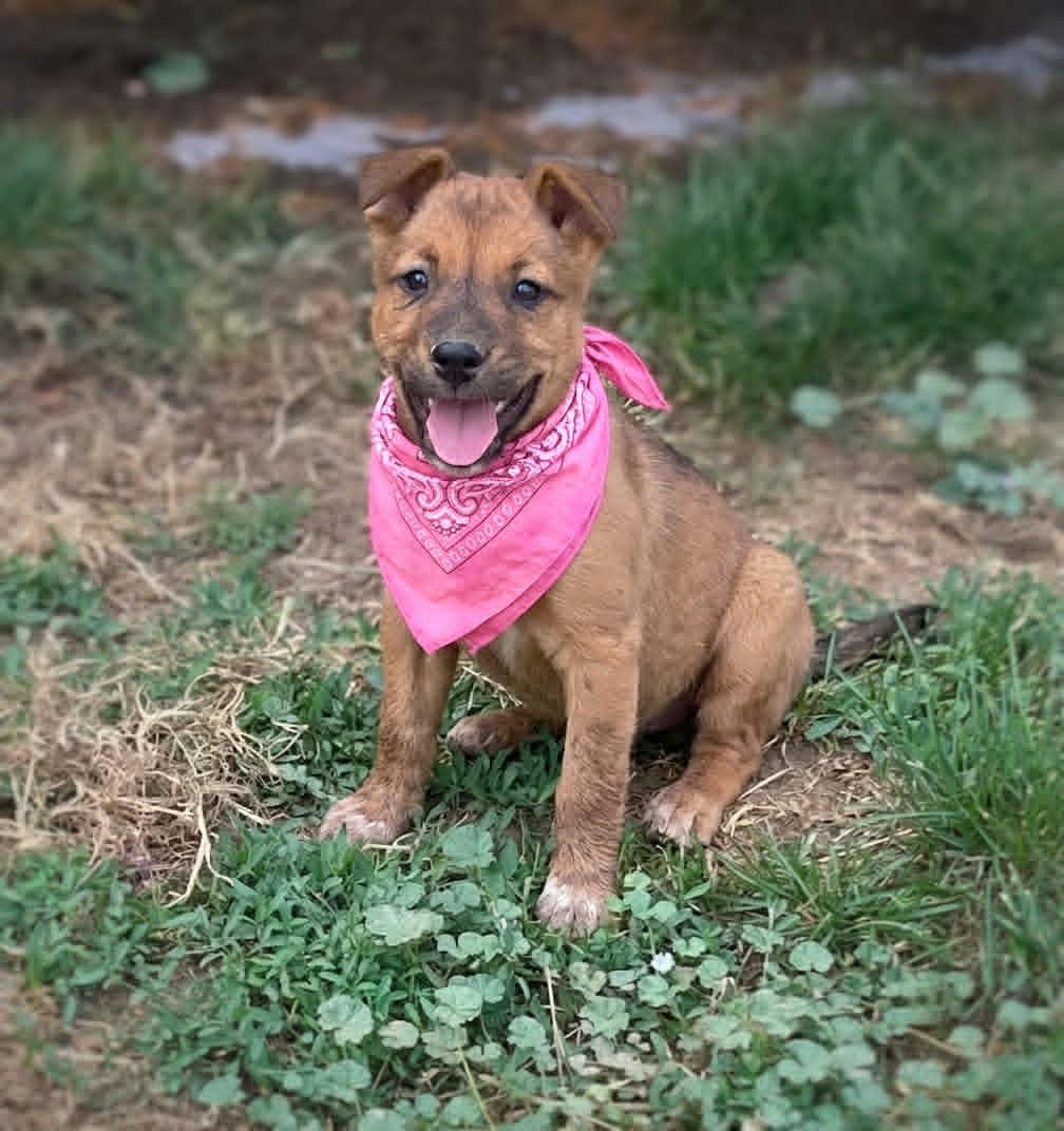 Pepper, a ADOPTABLE mixed breed in Murrieta, CA image 1/4