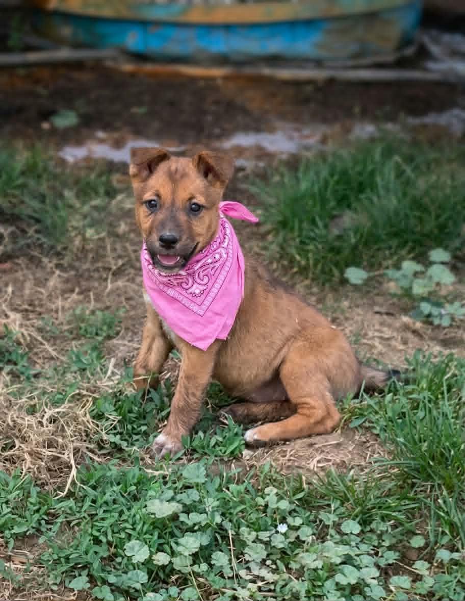 Pepper, a ADOPTABLE mixed breed in Murrieta, CA image 4/4