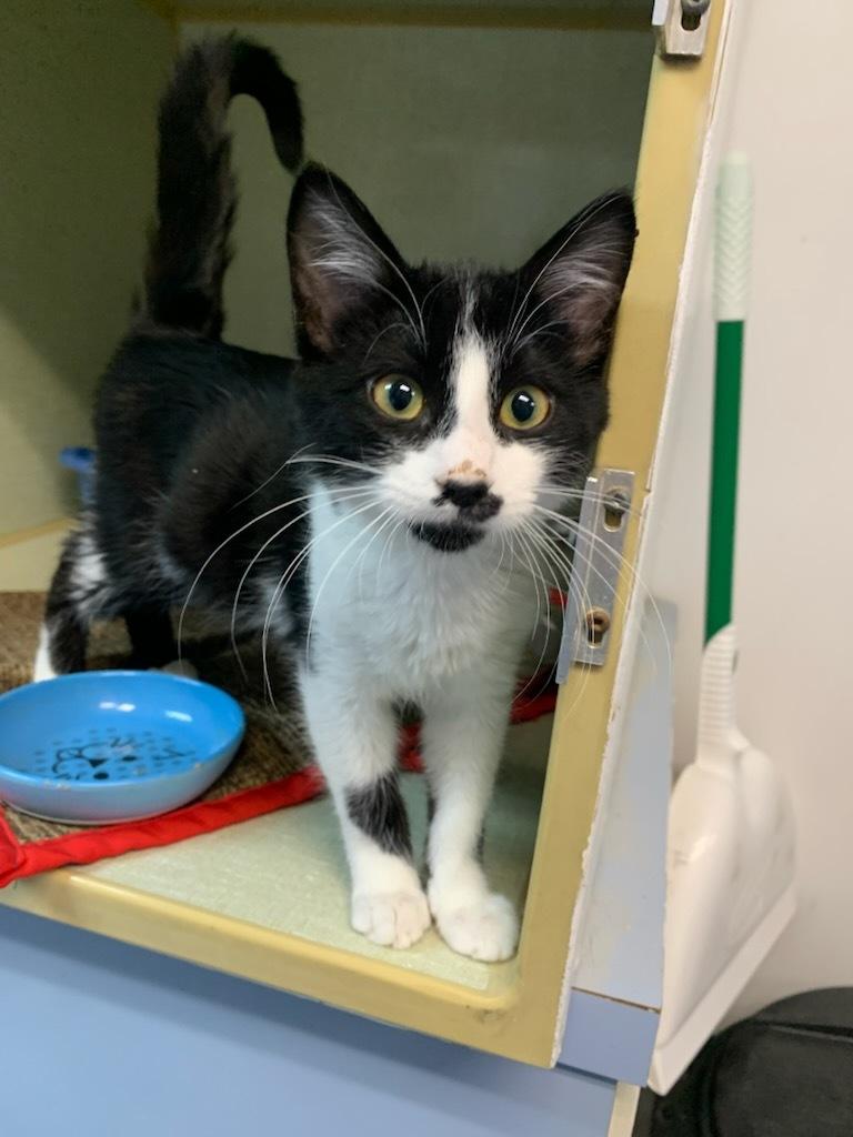 Moufette, ADOPTABLE, Young Male Domestic Short Hair.