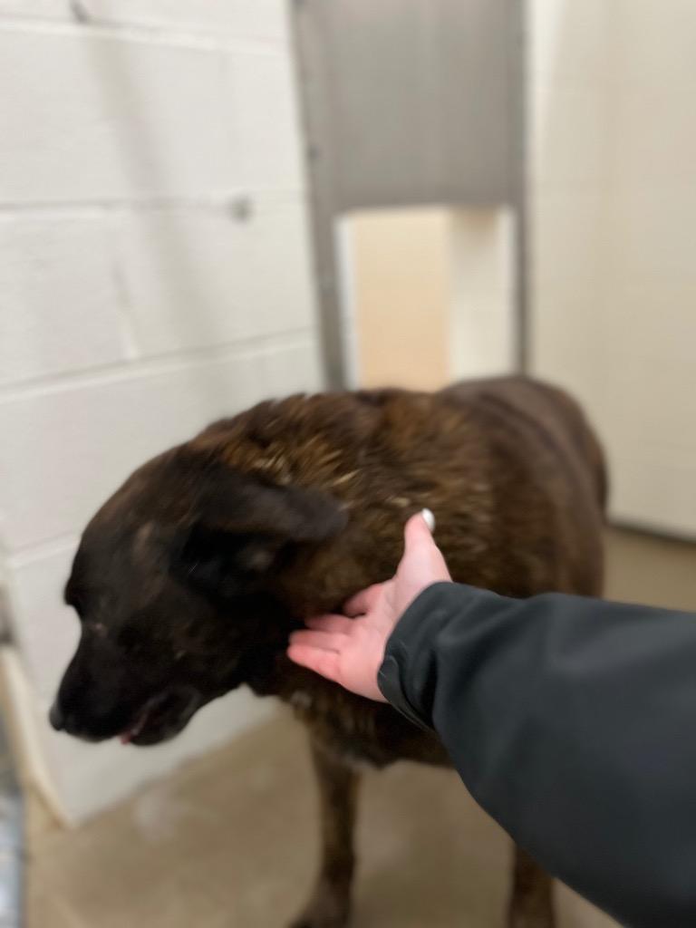 Burt, Adoptable, Senior Male Labrador Retriever & Pit Bull Terrier.