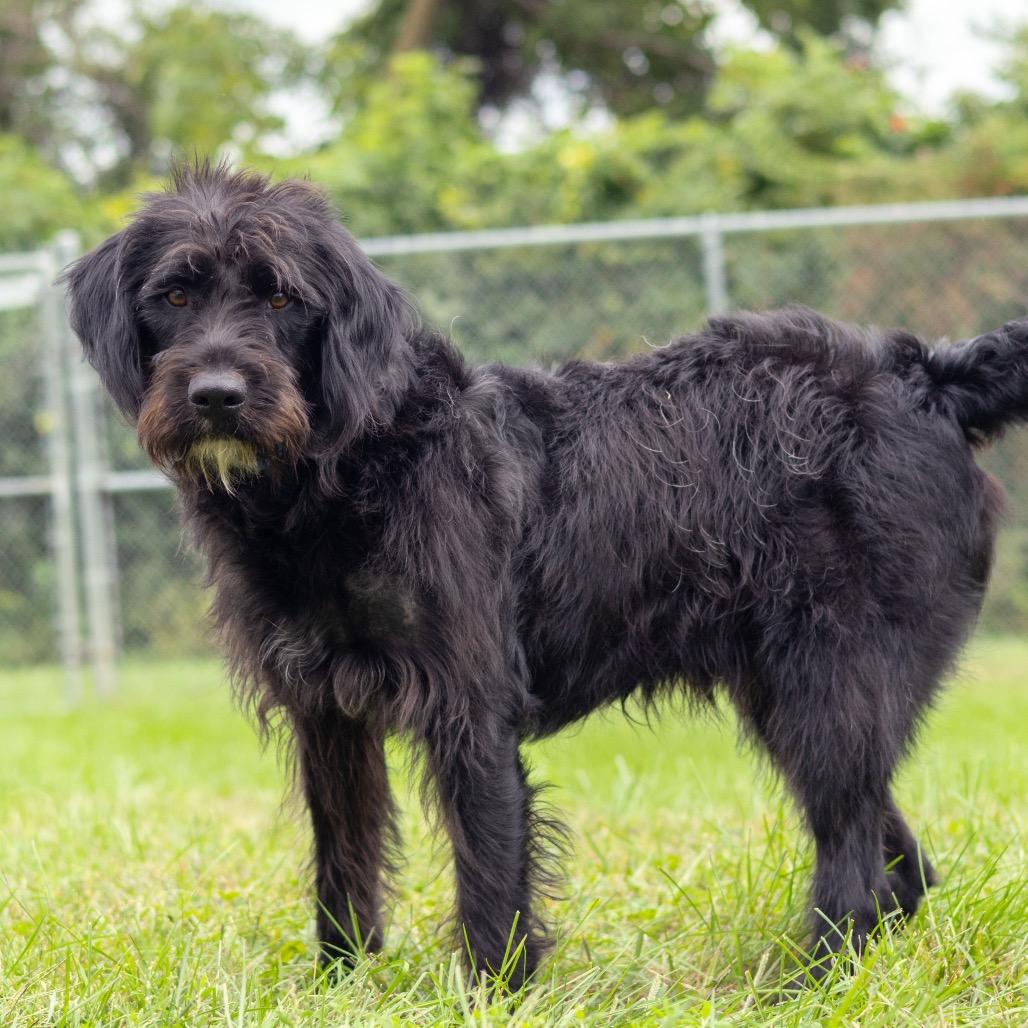 Enlarge Go Lucky, a Adoptable mixed breed in Newark, DE image 2/3