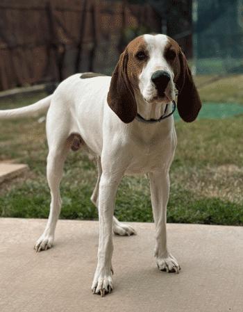 Enlarge Arlo, a Adoptable Treeing Walker Coonhound in West Decatur, PA image 1/4