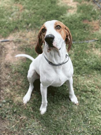 Enlarge Arlo, a Adoptable Treeing Walker Coonhound in West Decatur, PA image 2/4