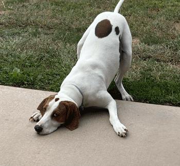Enlarge Arlo, a Adoptable Treeing Walker Coonhound in West Decatur, PA image 3/4