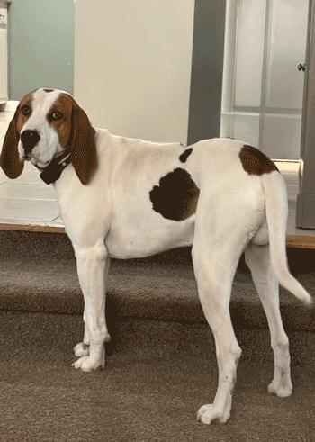 Enlarge Arlo, a Adoptable Treeing Walker Coonhound in West Decatur, PA image 4/4