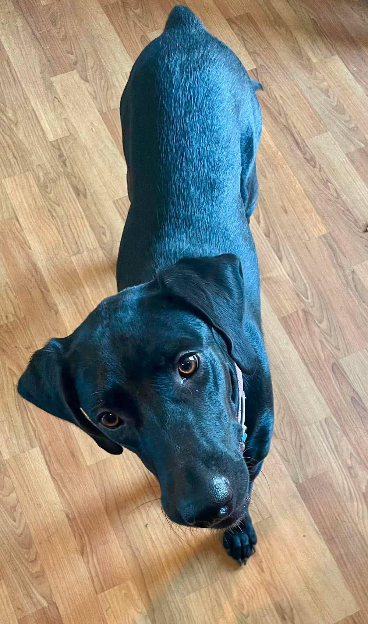 Enlarge Raven 28, an adopted Black Labrador Retriever in Killingworth, CT image 5/6