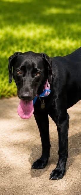 Enlarge Raven 28, an adopted Black Labrador Retriever in Killingworth, CT image 2/6