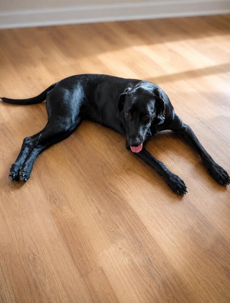 Enlarge Raven 28, an adopted Black Labrador Retriever in Killingworth, CT image 3/6