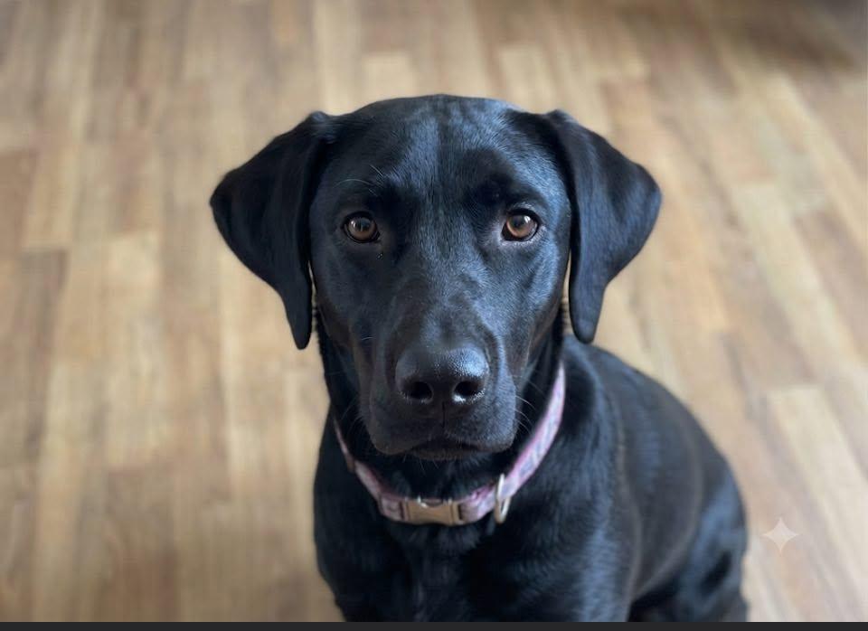 Enlarge Raven 28, an adopted Black Labrador Retriever in Killingworth, CT image 1/6