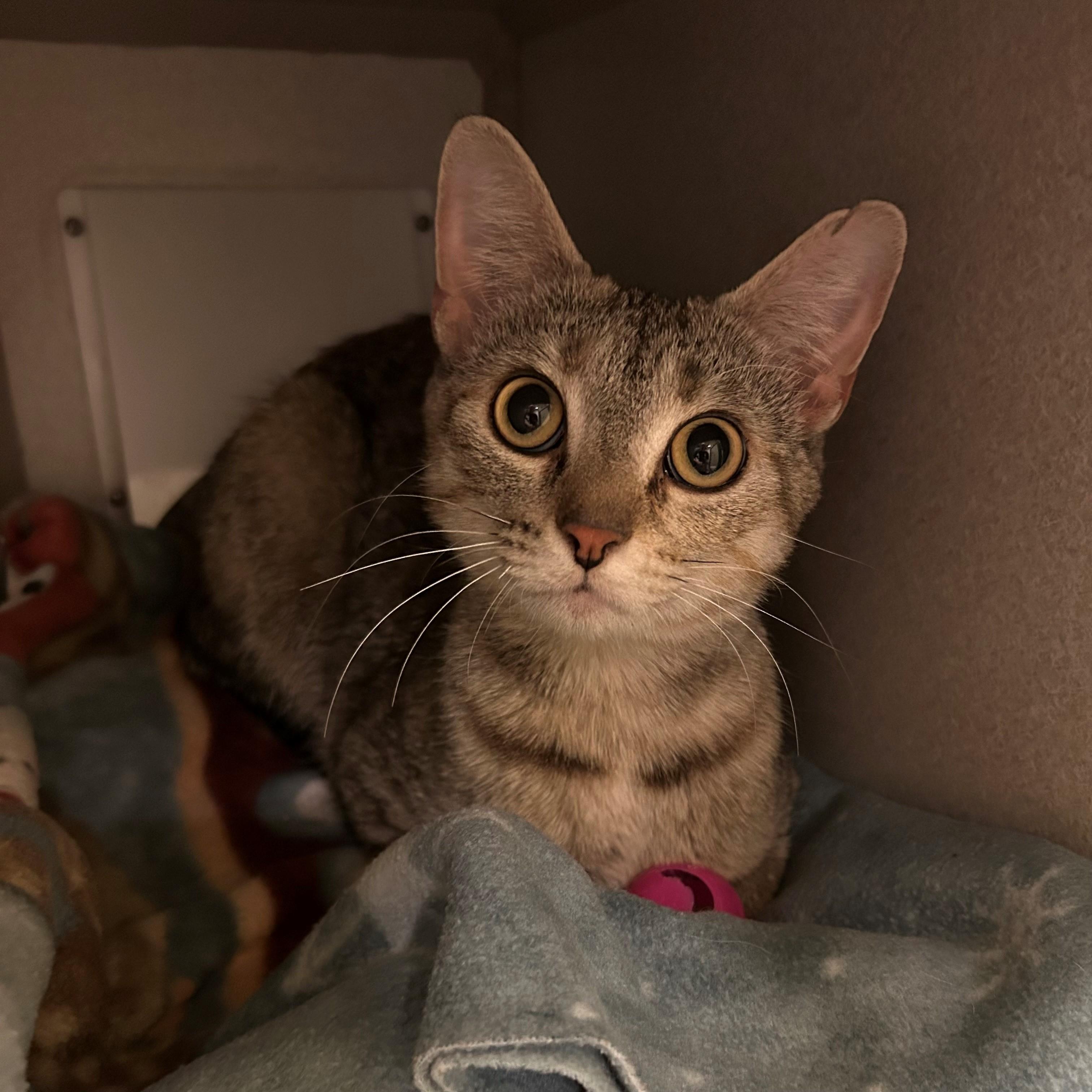 Starla, ADOPTABLE, Adult Female Domestic Short Hair.