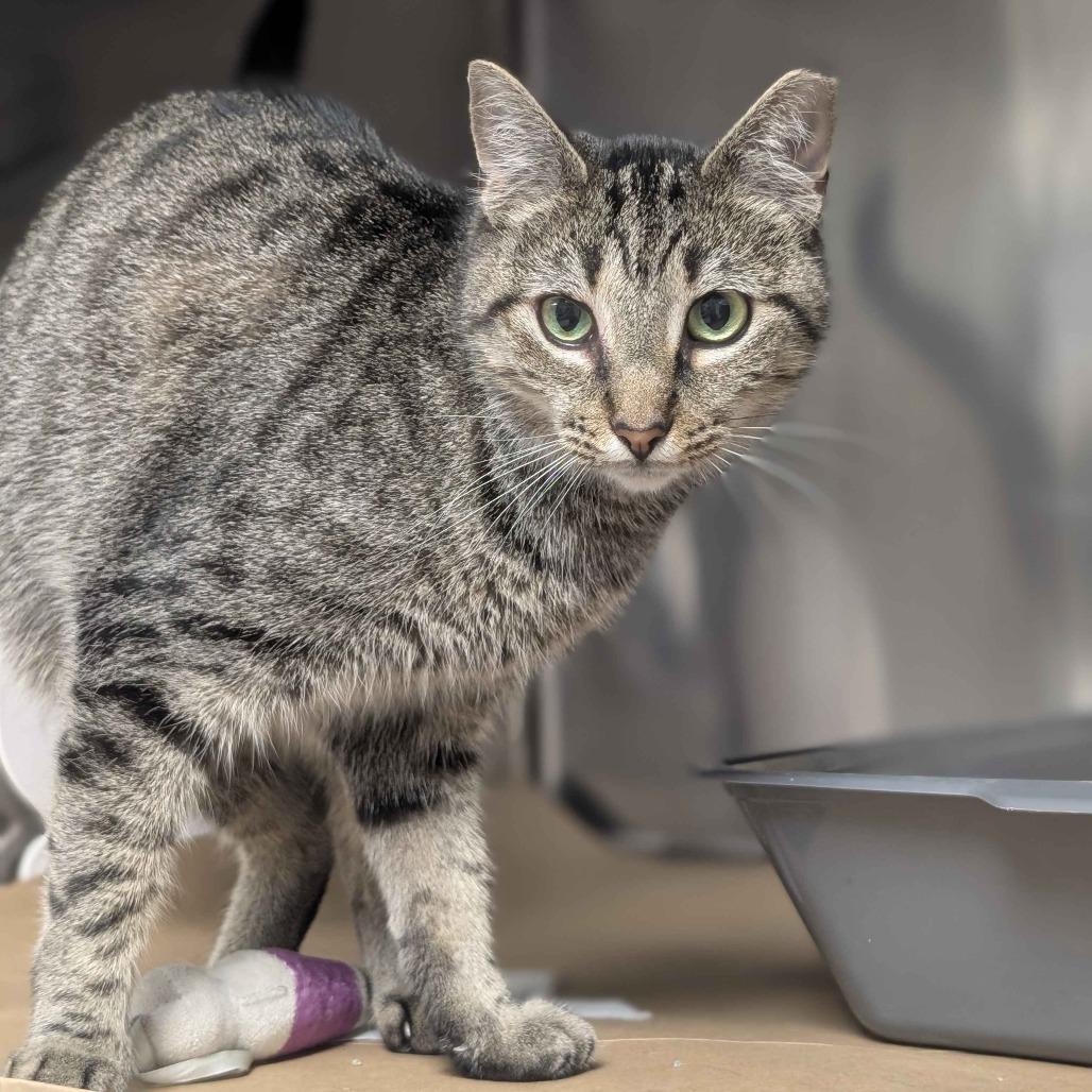 Jasmine, Adoptable, Adult Female Domestic Short Hair.