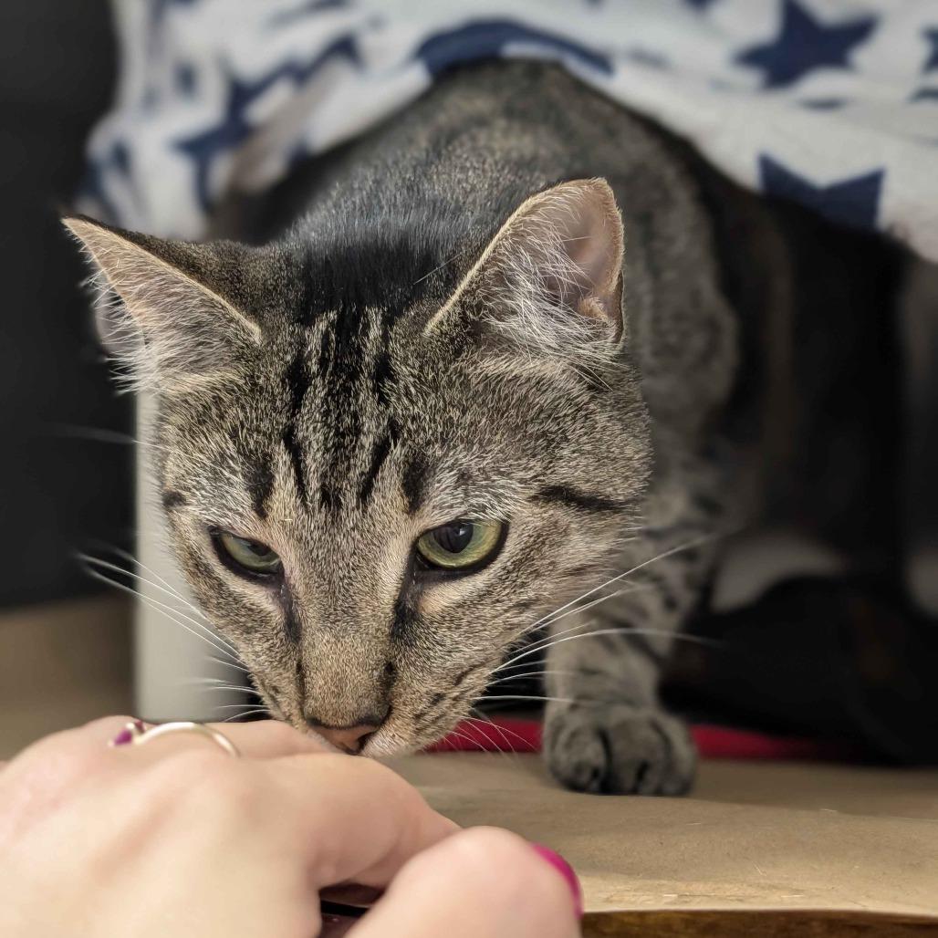 Jasmine, a Adoptable Domestic Short Hair in Greenville, SC image 2/6