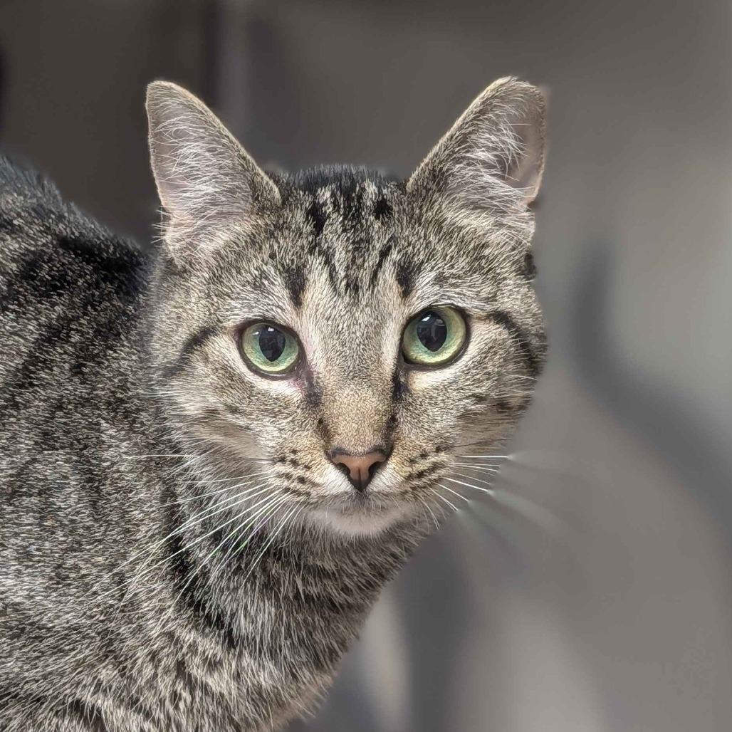 Jasmine, a Adoptable Domestic Short Hair in Greenville, SC image 3/6
