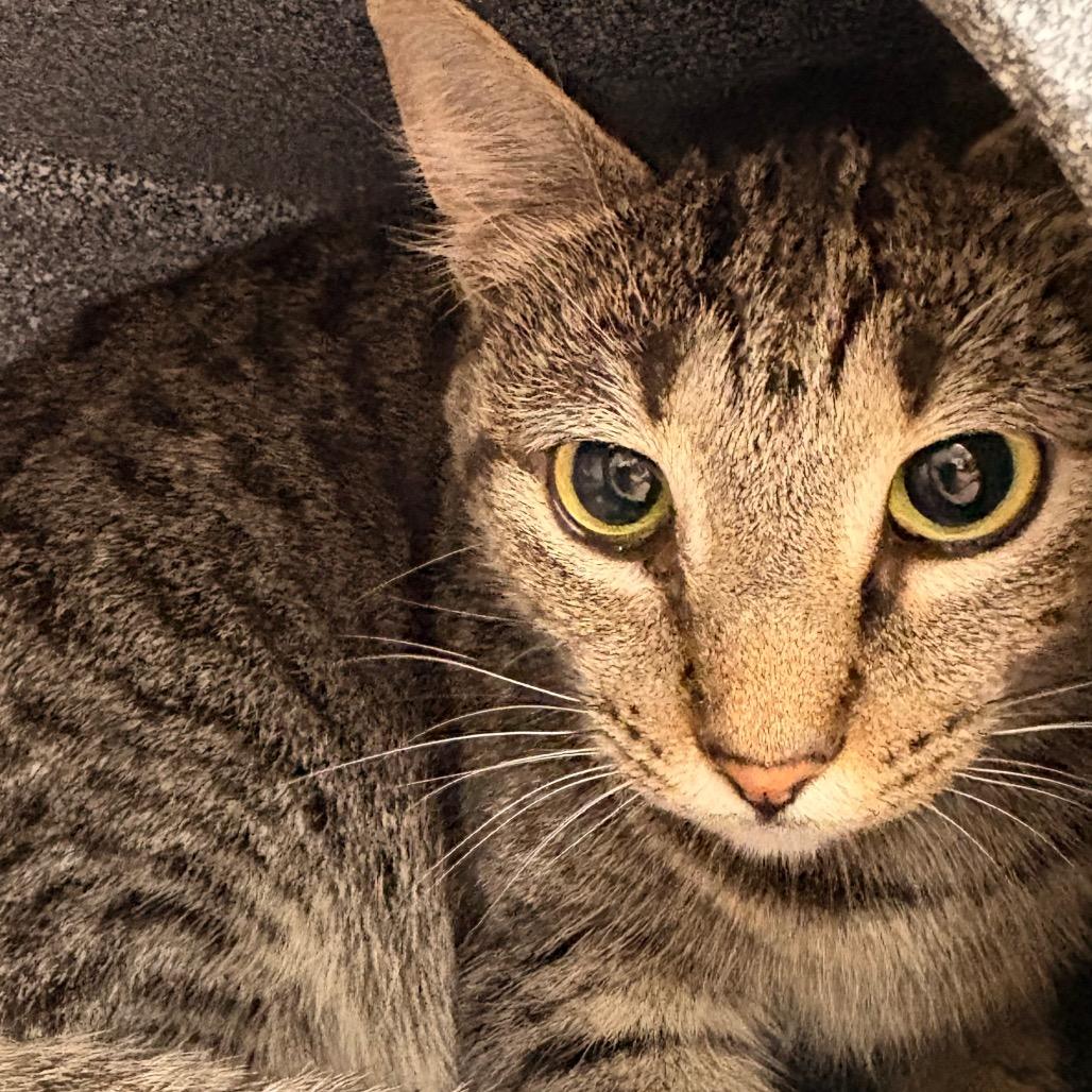 Enlarge Jasmine, a Adoptable Domestic Short Hair in Greenville, SC image 1/2
