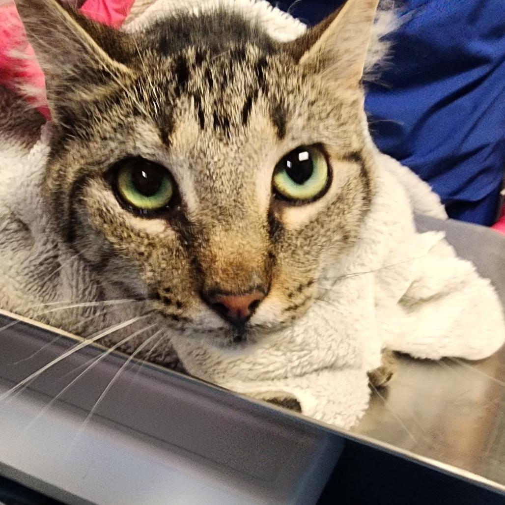 Enlarge Jasmine, a Adoptable Domestic Short Hair in Greenville, SC image 2/2
