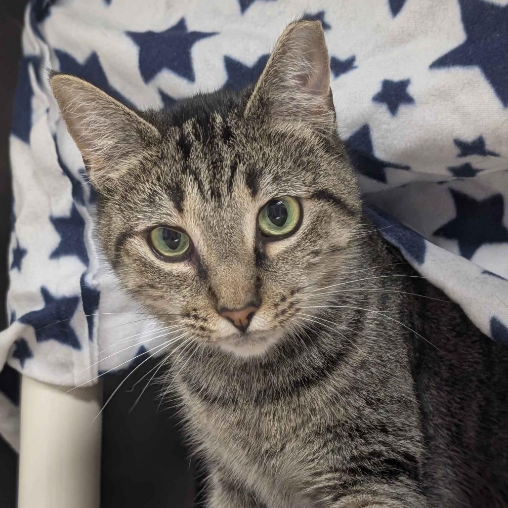 Jasmine, a Adoptable Domestic Short Hair in Greenville, SC image 6/6