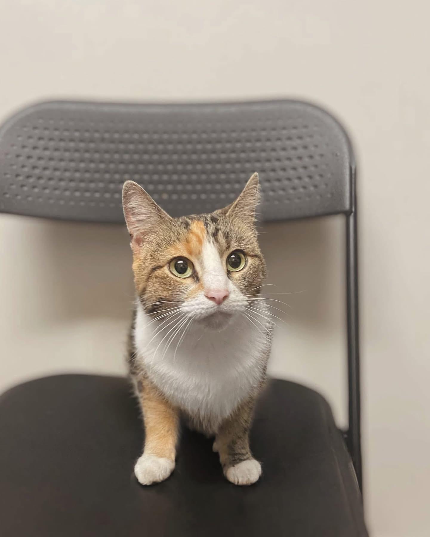 Enlarge Princess, a Adoptable Domestic Short Hair in Reading, PA image 1/1