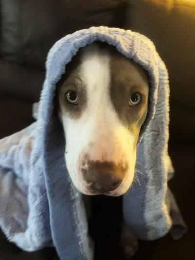 Spencer, ADOPTABLE, Young Male Pit Bull Terrier.