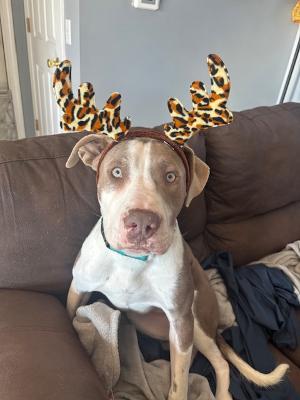 Spencer, ADOPTABLE, Young Male Pit Bull Terrier.