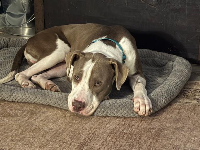 Enlarge Spencer, a ADOPTABLE mixed breed in Fort Wayne, IN image 4/4