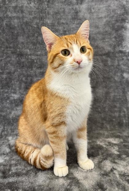 Simon, Adoptable, Adult Male Domestic Short Hair.