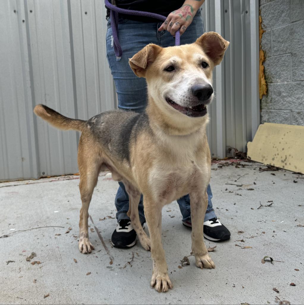 Enlarge Mr. Boom Bastic, a Adoptable mixed breed in South Houston, TX image 1/1