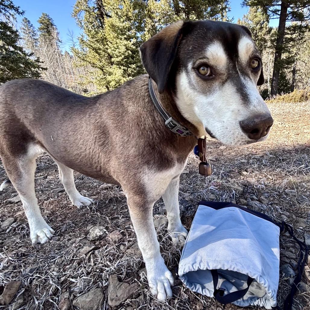 Enlarge Lenora, a Adoptable Hound in Taos, NM image 3/6