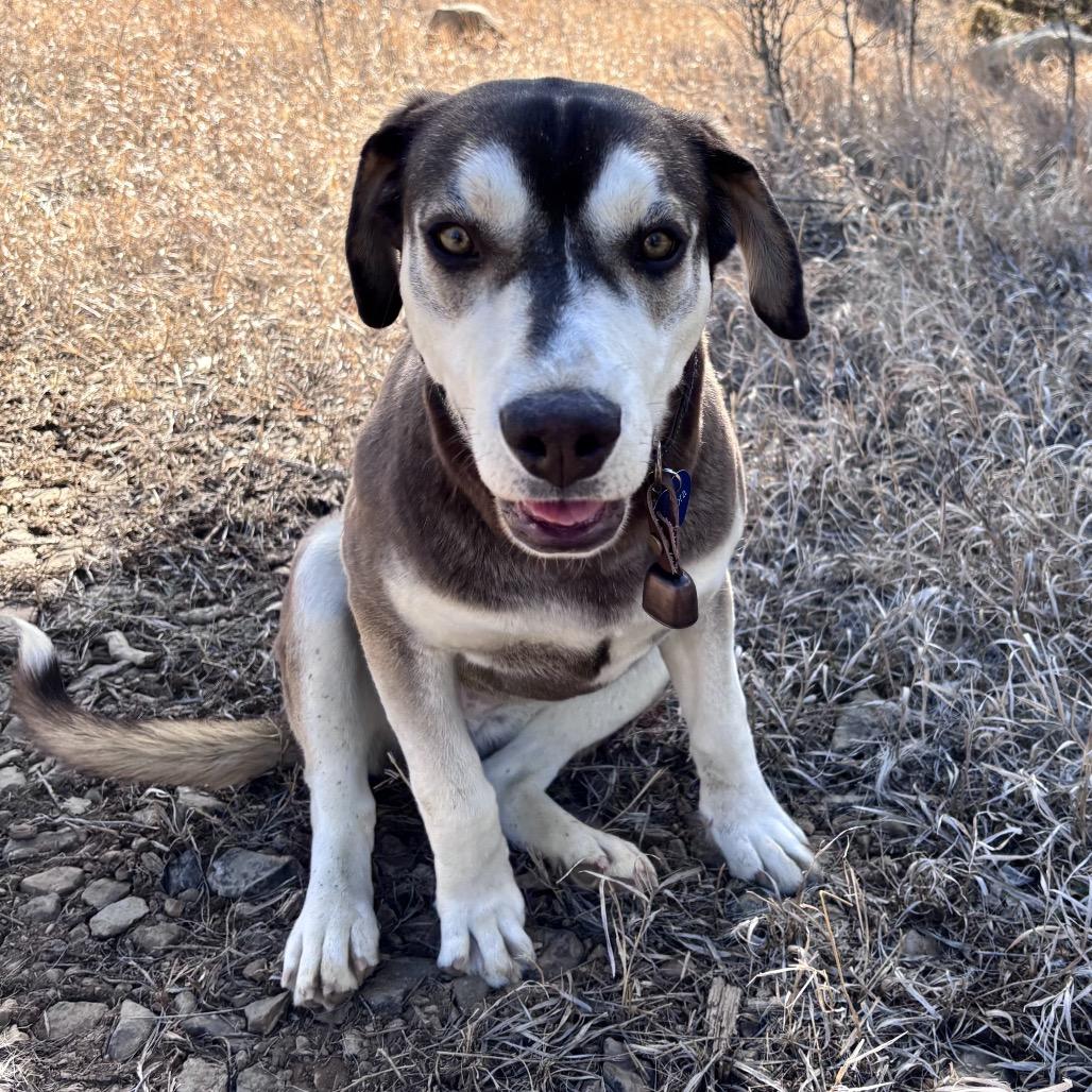 Enlarge Lenora, a Adoptable Hound in Taos, NM image 5/6