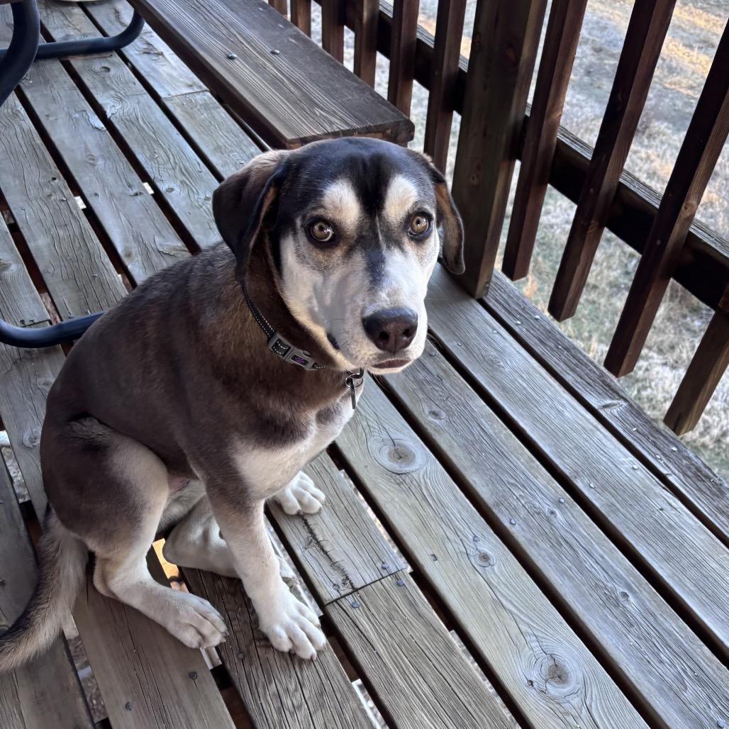 Enlarge Lenora, a Adoptable Hound in Taos, NM image 6/6