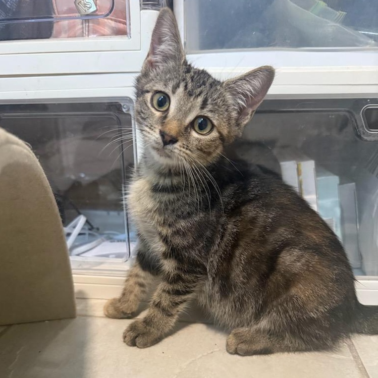 Enlarge Daydream, a Adoptable mixed breed in Moriches, NY image 5/5