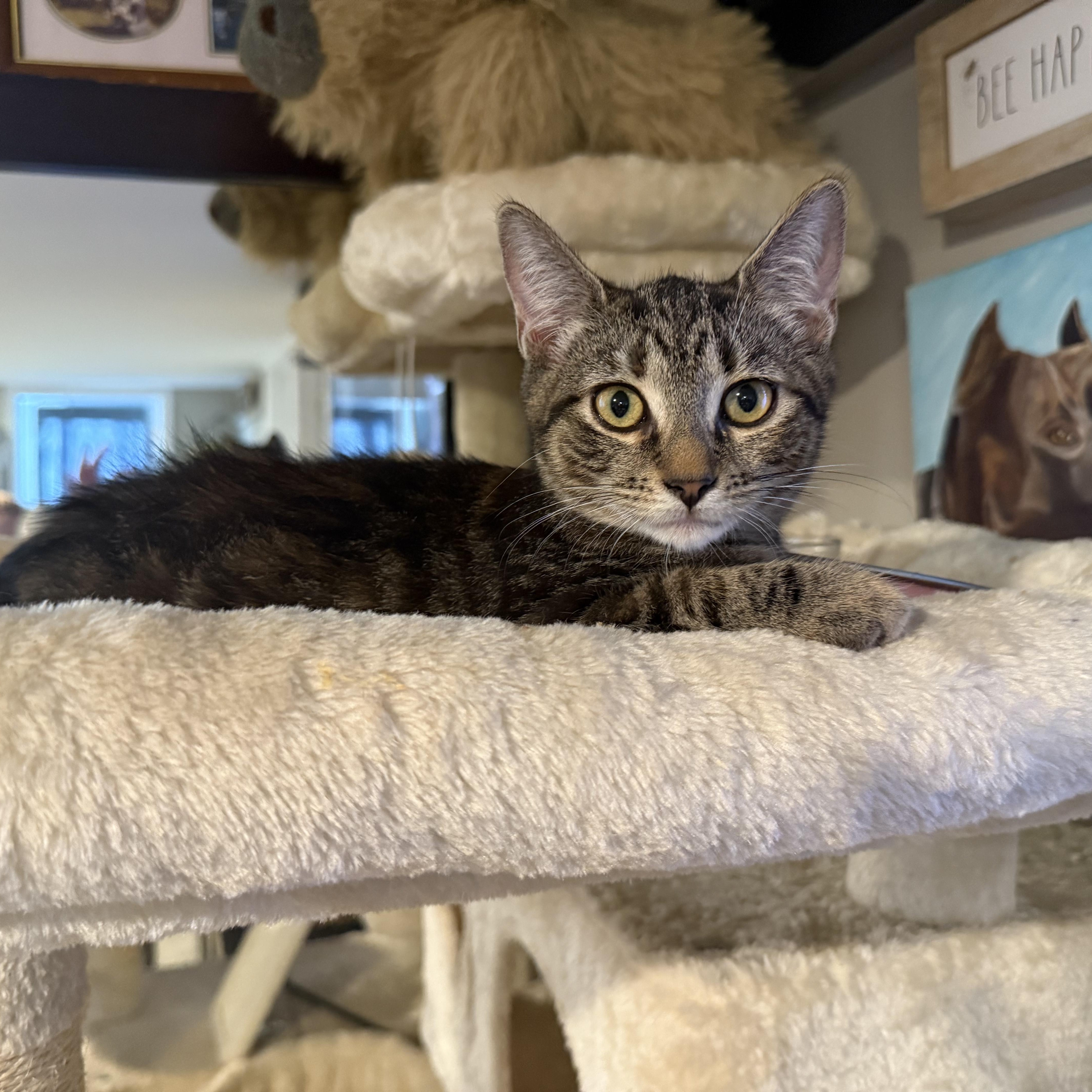 Daydream, Adoptable, Kitten Female Domestic Short Hair & Torbie.