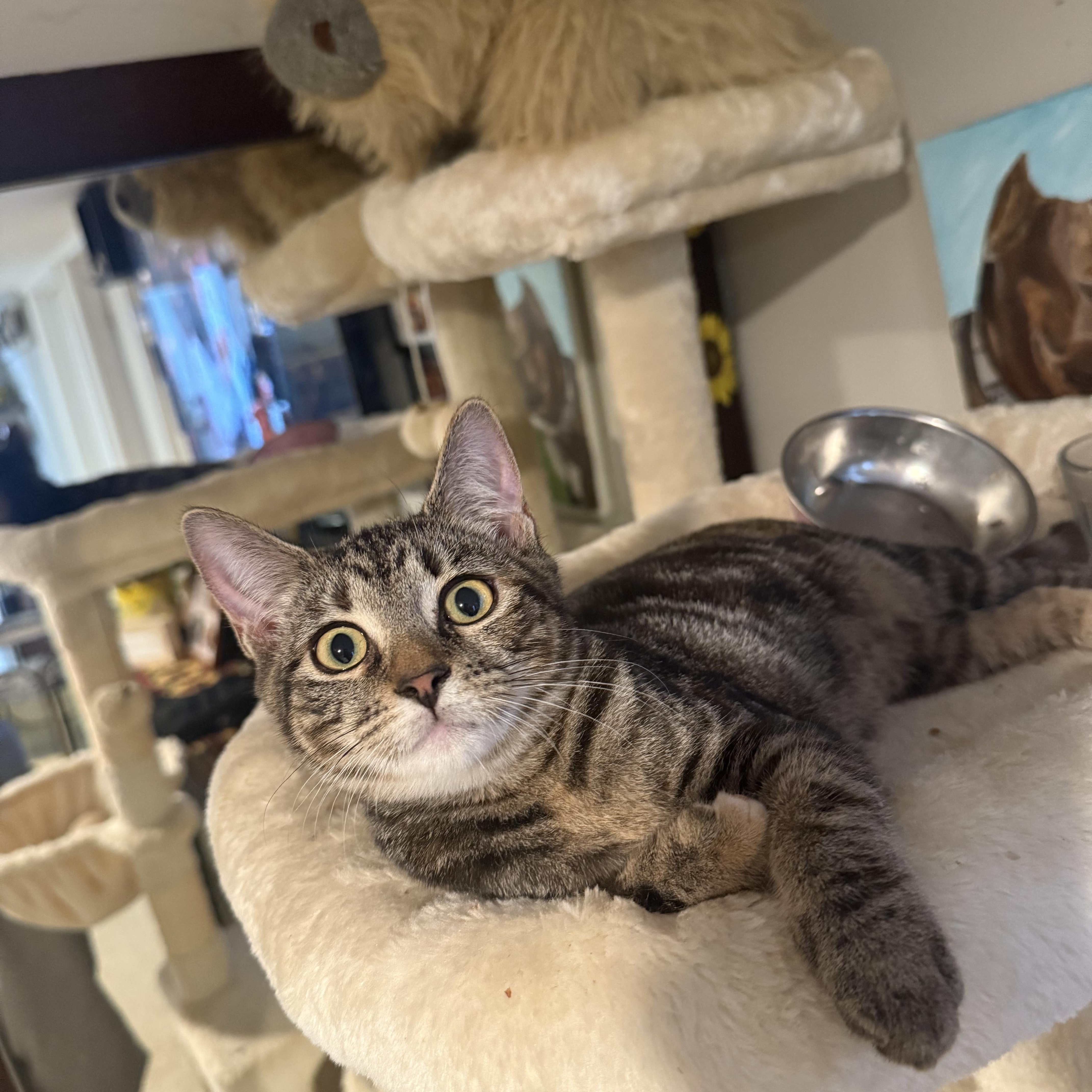 Enlarge Daydream, a Adoptable mixed breed in Moriches, NY image 2/5