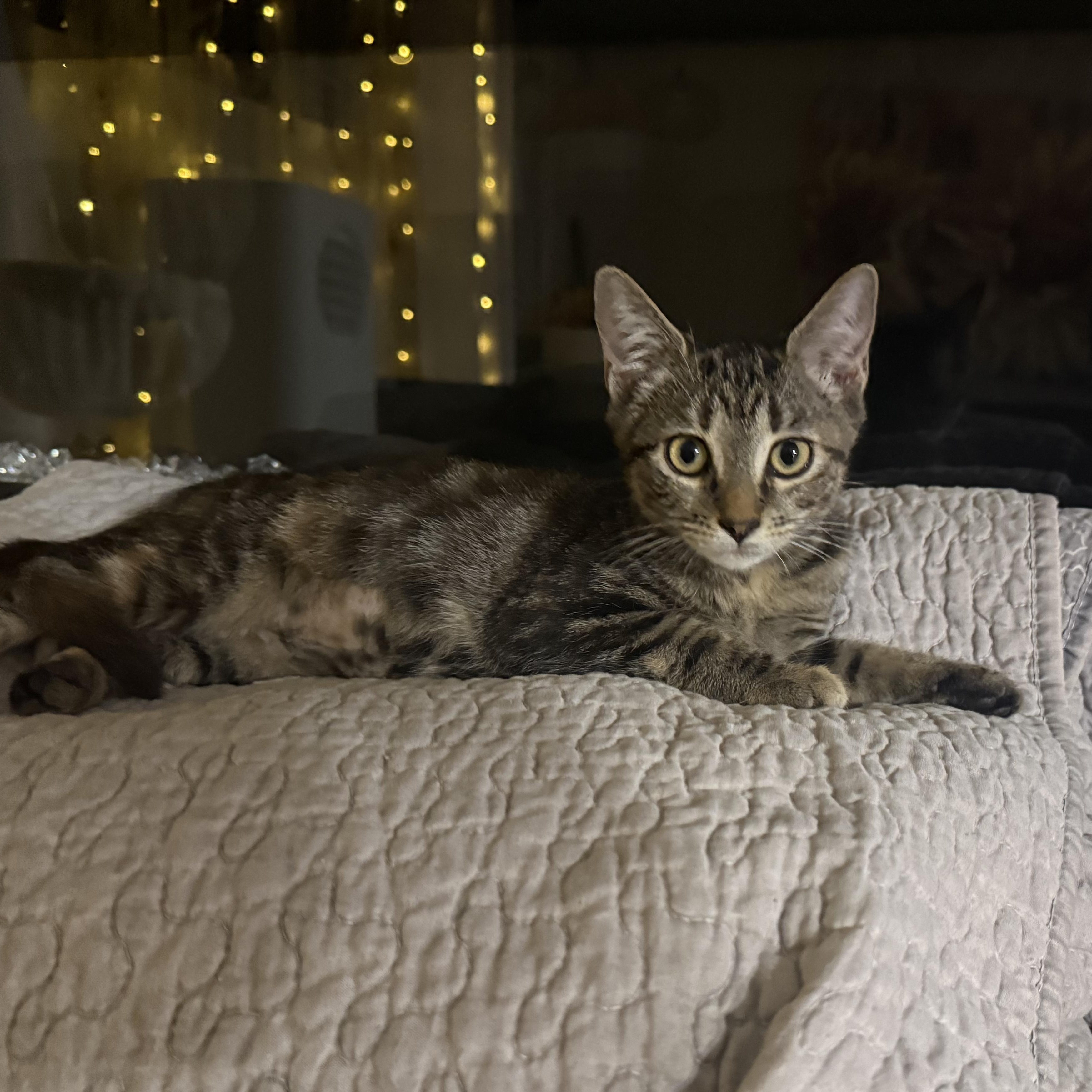 Enlarge Daydream, a Adoptable mixed breed in Moriches, NY image 3/5